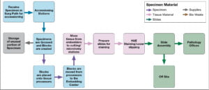 Histology specimen workflow example